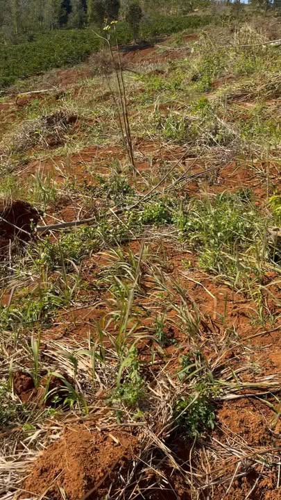 Đất nông nghiệp 2,7ha tại Đắk Nông - Đầu tư lý tưởng giá 2,7 tỷ