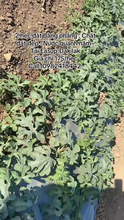 Đất nông nghiệp 20.000m² tại Ea Lê, Đắk Lắk - Giá chỉ 350 triệu, cơ hội đầu tư tuyệt vời!