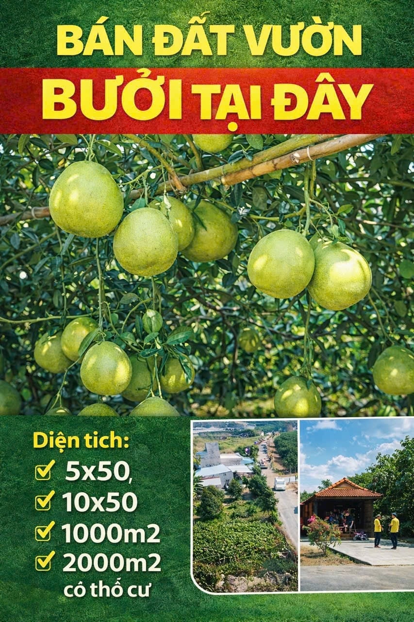 Đất vườn Trừ Văn Thố, Bàu Bàng 250m² giá 900 triệu - Sổ hồng riêng, thu hoạch Bưởi ngay!