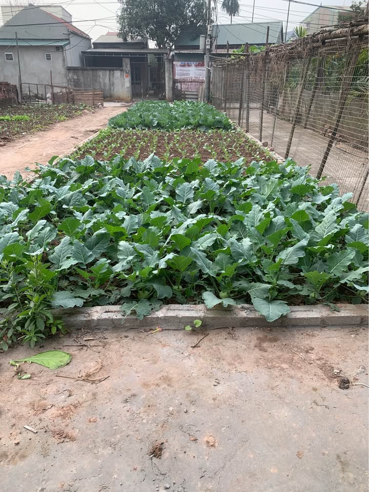 Đất nền TT xã Chương Dương 85m² giá 5 tỷ - Vị trí đắc địa, tiềm năng tăng giá cao!