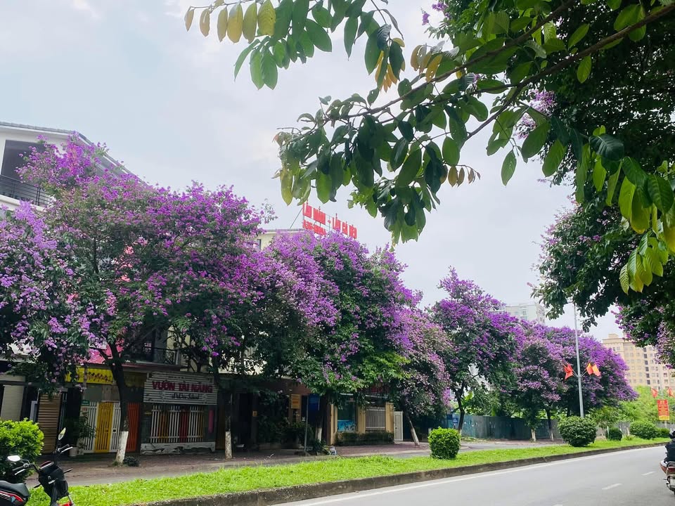 Biệt thự mặt phố Lưu Khánh Đàm 200m² - Thích hợp cho thuê kinh doanh