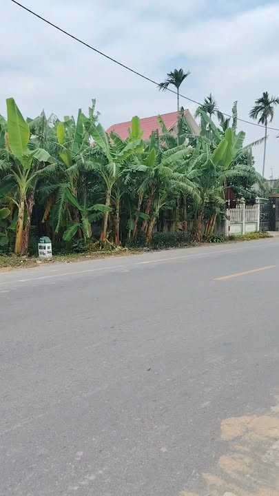 Đất nền mặt tiền liên tỉnh Vĩnh Bảo 530m² giá đầu tư - Kinh doanh thuận lợi!