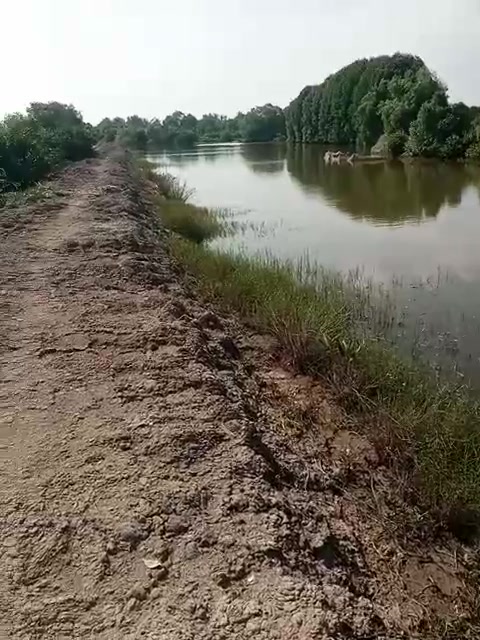 Đất nông nghiệp 30 công tại Cồn Ông, Long Hồ - Giá chỉ 3.9 tỷ!