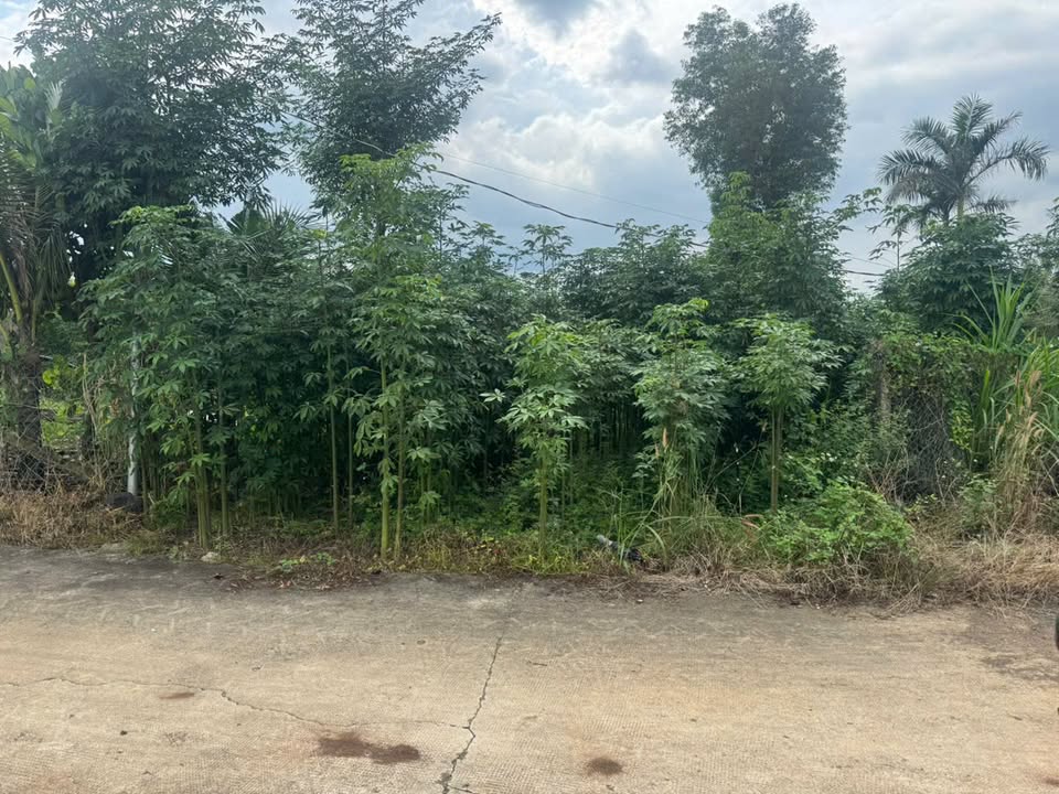 Bán đất thổ cư xã Xuân Tây, huyện Cẩm Mỹ, Đồng Nai 100m² - Giá chỉ 590 triệu!