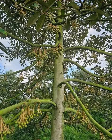 Đất nông nghiệp 7200m² tại Long Thới, Chợ Lách giá chỉ 4.3 tỷ - Cơ hội đầu tư hấp dẫn!