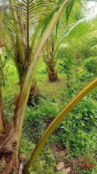 Đất Vĩnh Hòa, Nha Trang 10.000m² giá 42 tỷ - Đất trồng dừa trái cây đẹp!