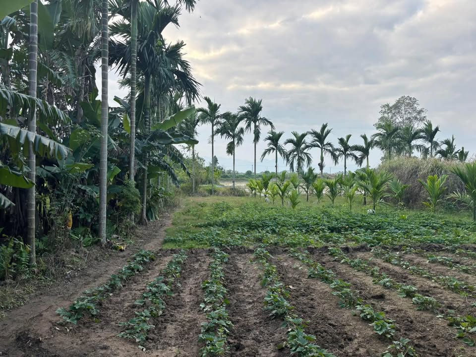 Đất nền Hành Trung, Nghĩa Hành, Quảng Ngãi 405m² - Giá cực hấp dẫn chỉ 650 triệu!