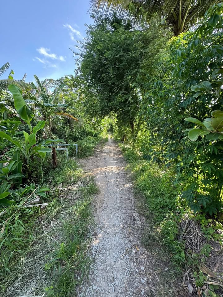 Đất lúa 8.400m² Phường Long Phú, Tân Châu - Giá chỉ từ 200 triệu!