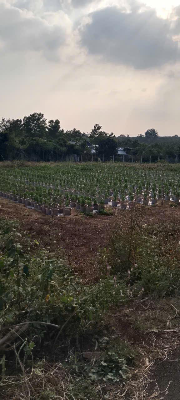 Đất thổ cư Đá Bạc, Nghĩa Thành, 600m² giá 1.05 tỷ - Cơ hội đầu tư tuyệt vời!