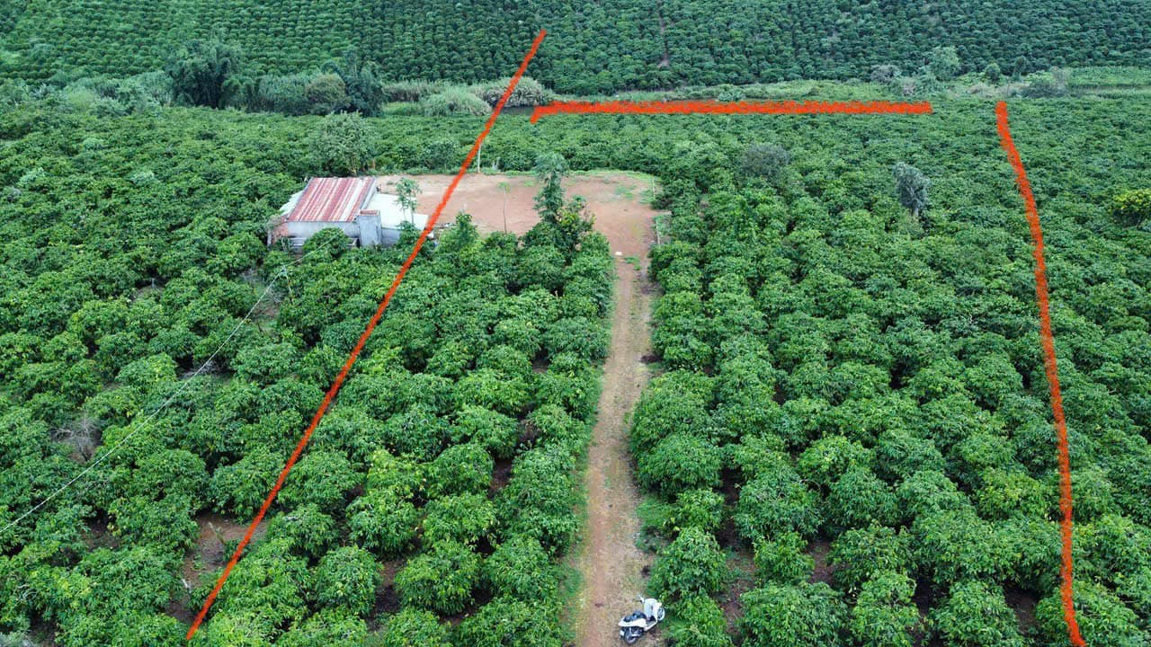 Đất Farm 7.3 sào Phúc Thọ, Lâm Hà giá chỉ 3.3 tỷ - Cơ hội đầu tư hấp dẫn!