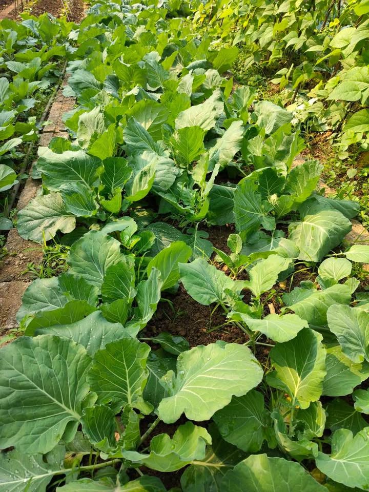 Đất thổ cư Xã Thịnh Hưng 1200m² giá 2 tỷ - Mặt tiền đường bê tông rộng rãi!