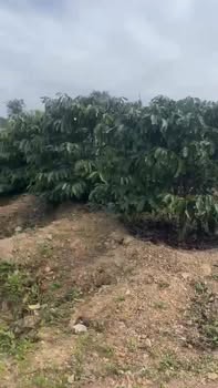 Farm 2ha tại Thôn Thanh Xuân, Ea Dăh - Giá 42 tỷ, Tiềm năng đầu tư sinh lời!