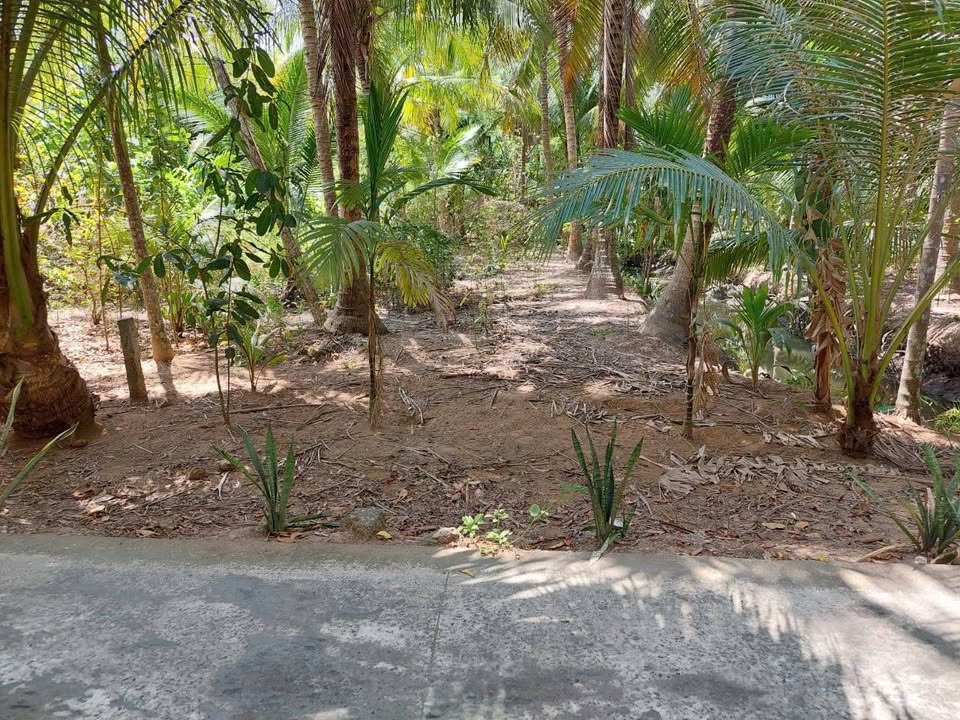 Đất vườn dừa Thuận Điền, Giồng Trôm 500m² giá 1.25 tỷ - Cơ hội đầu tư hấp dẫn!