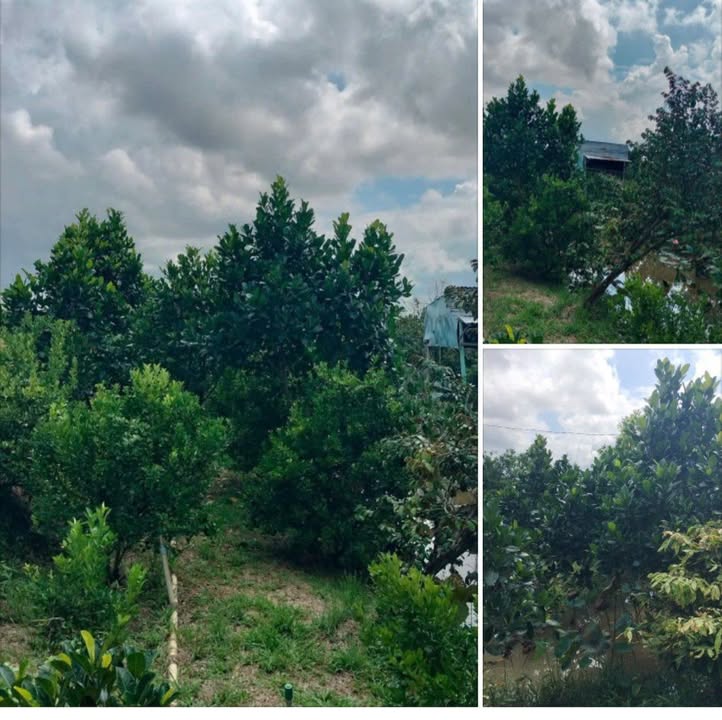 Đất farm 3.000m² xã Thanh Mỹ giá 3 tỷ - Đầu tư sinh lời ngay!