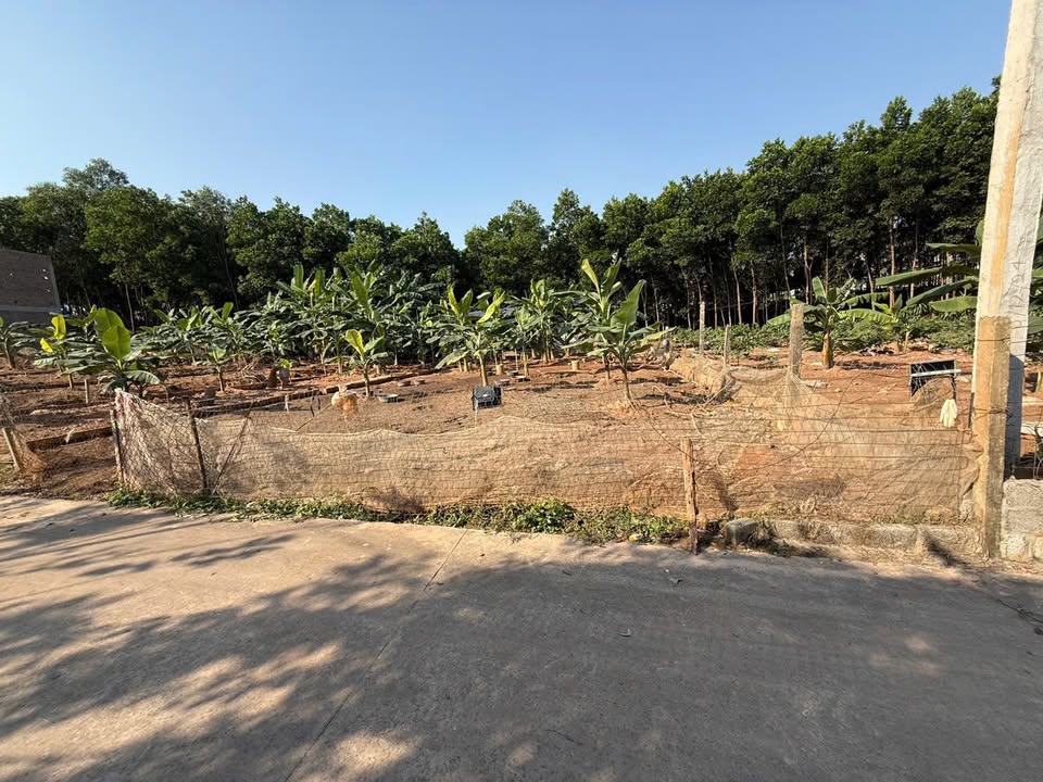 Đất thổ cư 250m² tại tdp Pha, Lương Sơn - Giá chỉ 1.5 tỷ, hướng Đông