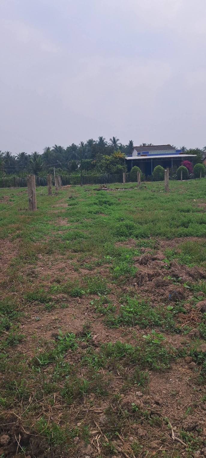 Đất nền Ấp Long An, Xã Quơn Long, Chợ Gạo 1725m² giá 222 triệu - Cơ hội đầu tư tuyệt vời!