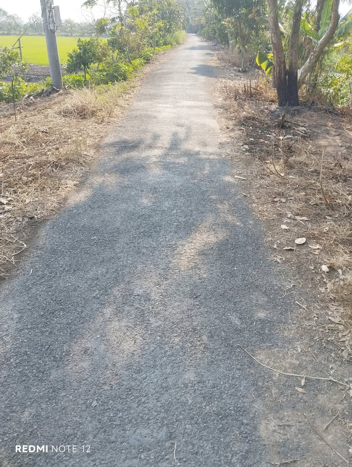 Đất lúa mặt tiền phường Mỹ Trà 750m² giá 460 triệu - Cơ hội đầu tư sinh lời!