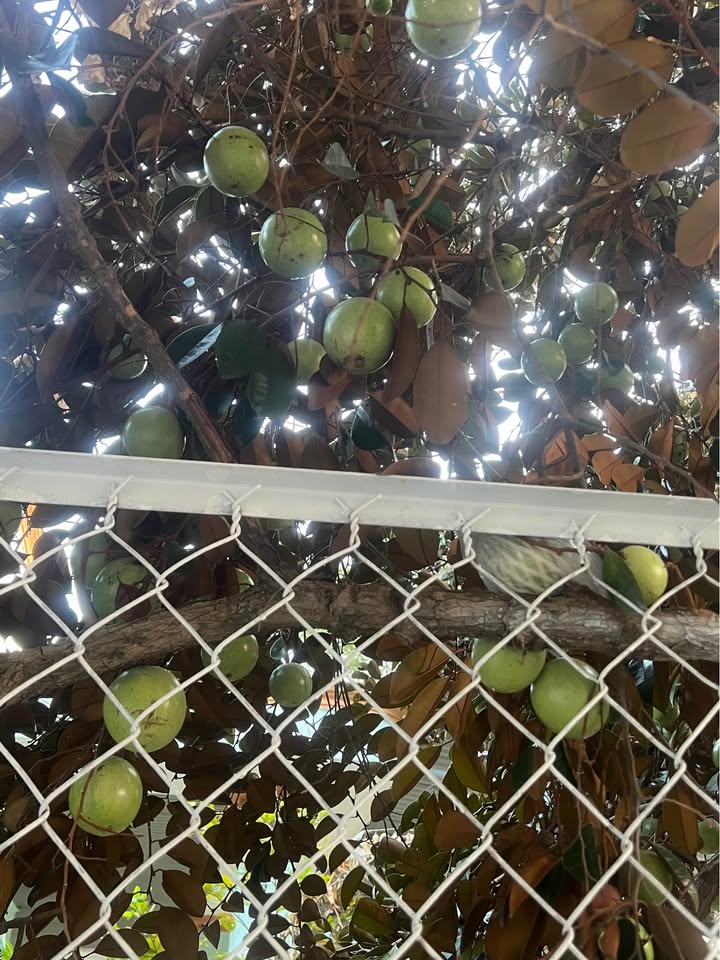 Đất thổ cư 343m² đường xe hơi xã Thanh Điền - Cơ hội đầu tư hấp dẫn!