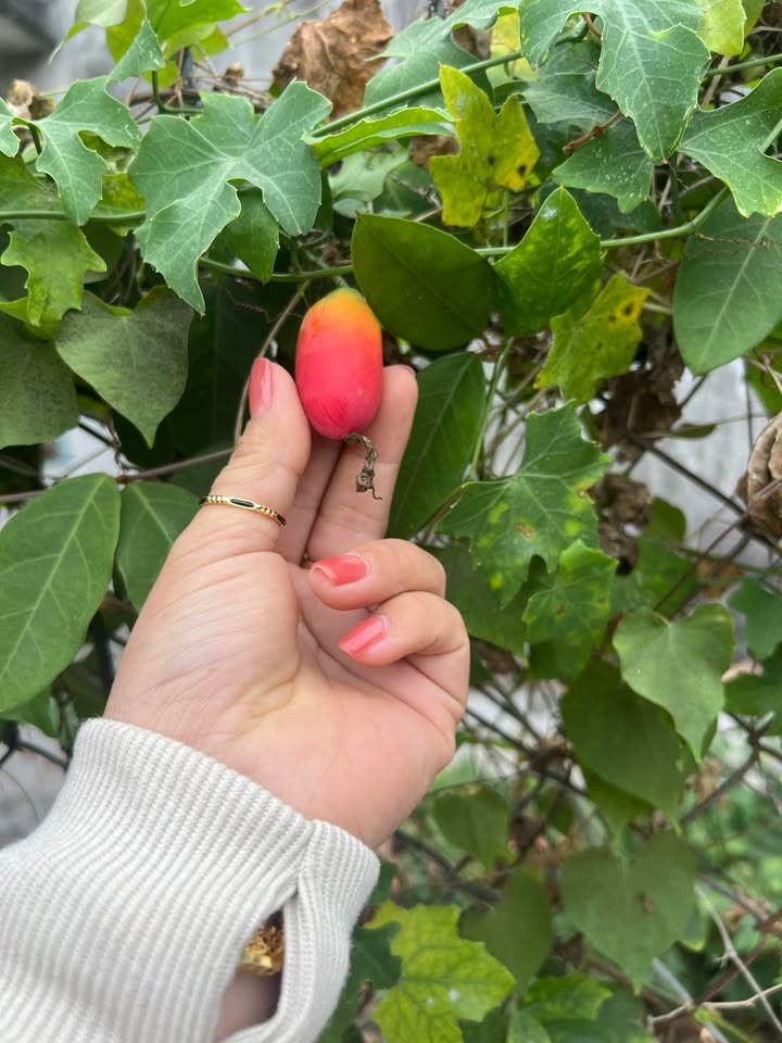 Đất thổ cư 343m² tại Thanh Điền, Châu Thành - Cơ hội đầu tư hấp dẫn!