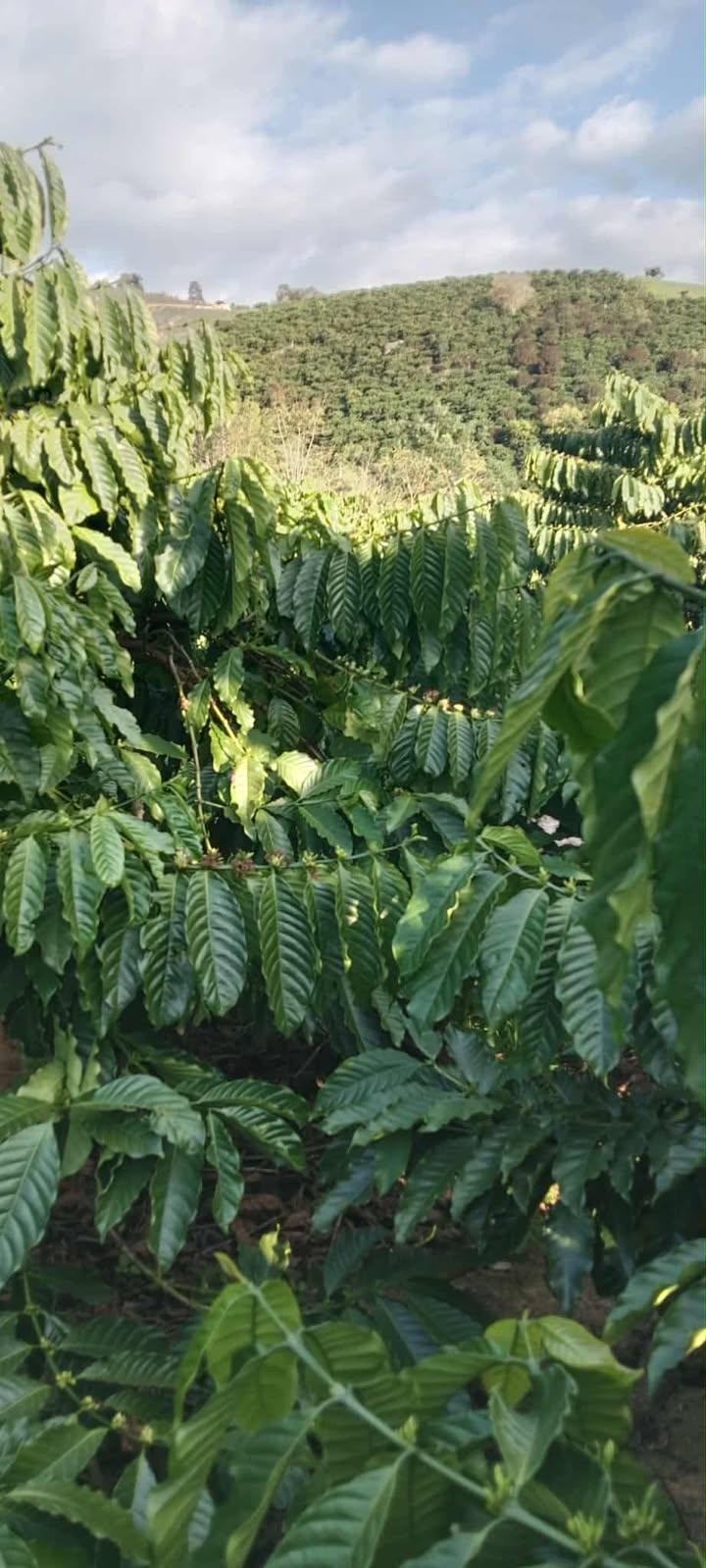 Đất Farm 5 sào tại Làng 2, Xã Phúc Thọ, giá 1.5 tỷ - Cơ hội đầu tư hấp dẫn!