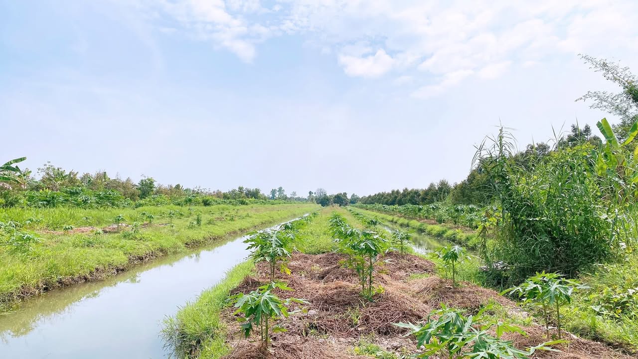 Bán đất Farm 4.528m² Nhơn Nghĩa, Phong Điền chỉ 1,95 tỷ - Đầu tư sinh lời cao!