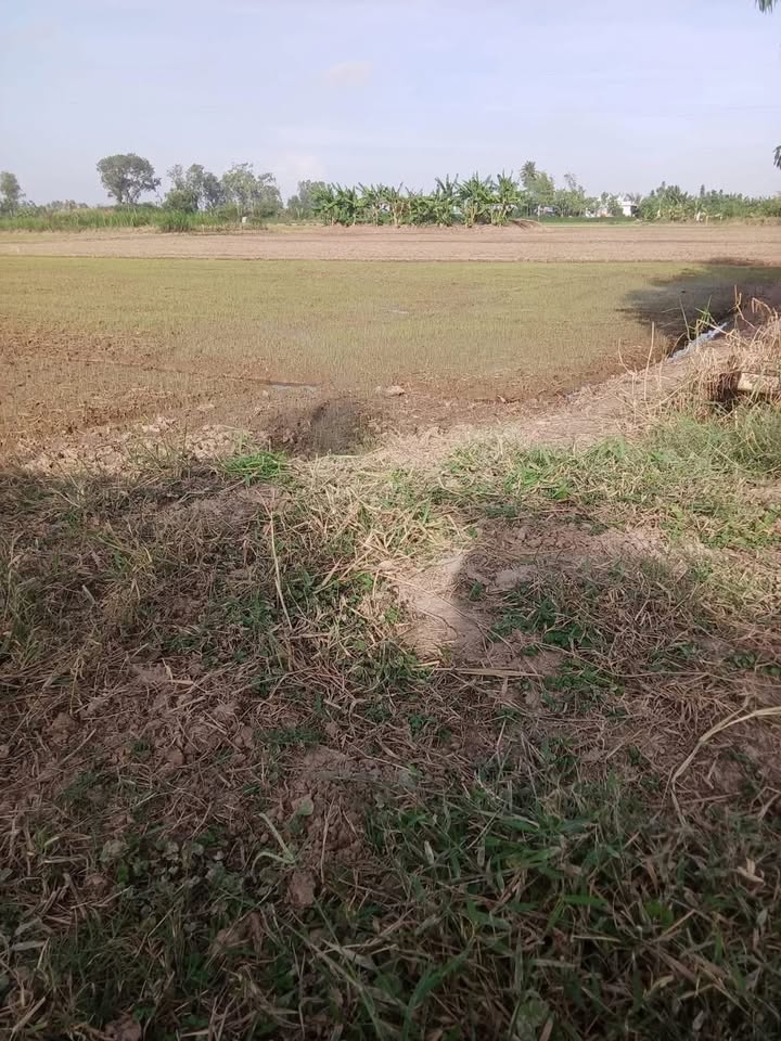 Đất nông nghiệp Gò Công Đông 18.000m² giá chỉ 165 triệu - Đầu tư sinh lời ngay!