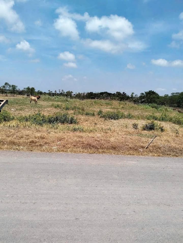 Đất nền 2199m² mặt tiền huyện lộ 85B, giá 3.3 tỷ - Đầu tư sinh lời ngay!