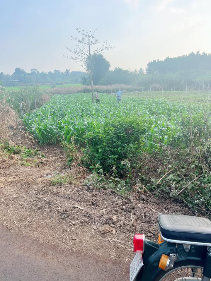 Đất nền Xuân Sơn 1350m² giá 850 triệu - Nở hậu, thuận tiện xây dựng