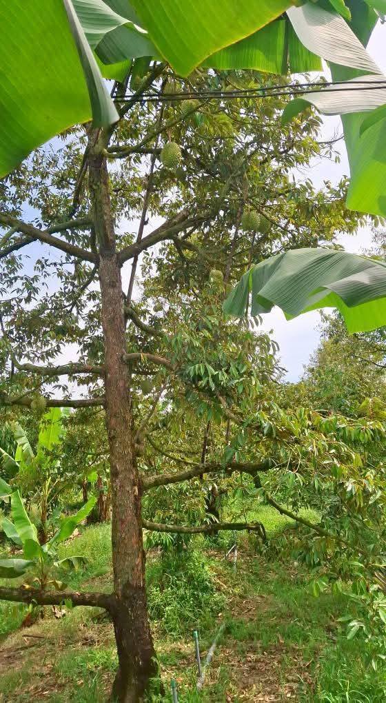 Đất vườn sầu riêng Monthong 1.330m² tại Cẩm Sơn - Giá chỉ 1.3 tỷ!