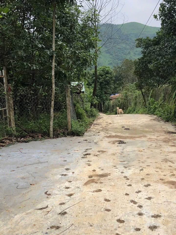 Đất khai hoang 700m² tại phường Hòa Khánh, Đà Nẵng - Giá chỉ 700 triệu!