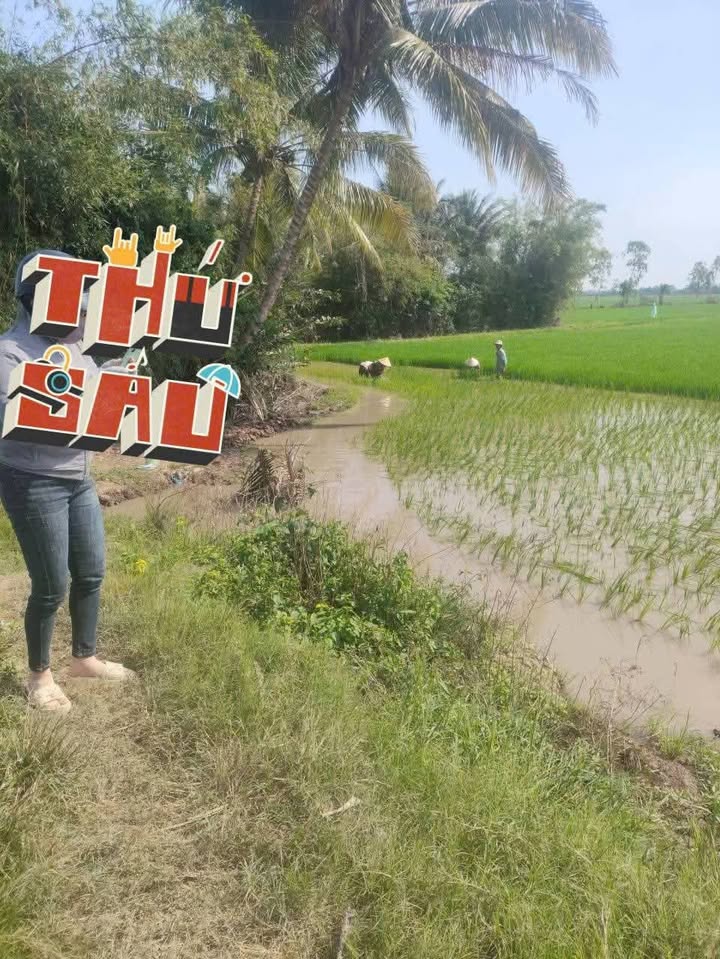 Đất vườn 10 công mặt tiền kênh Phước Hoà - Phú Tân, Châu Thành - Giá thỏa thuận hấp dẫn!