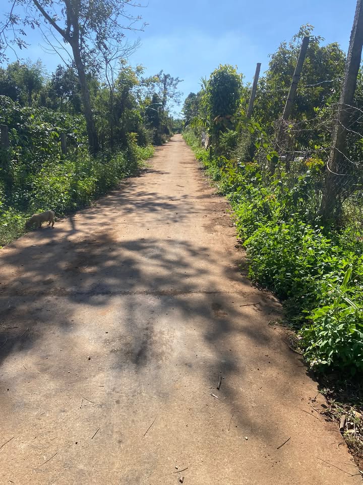 Đất nền xã Tân Lập, Huyện Krông Búk 6540m² giá 3.8 tỷ - Đầu tư sinh lời lý tưởng!