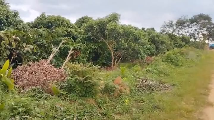 Farm đất vàng Ea Kar 1,7ha giá 300 triệu/sào - Cơ hội đầu tư sinh lời!