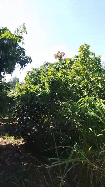 Đất 9 sào tại Phú Xuân, Krông Năng giá 1.55 tỷ - Thương lượng tốt