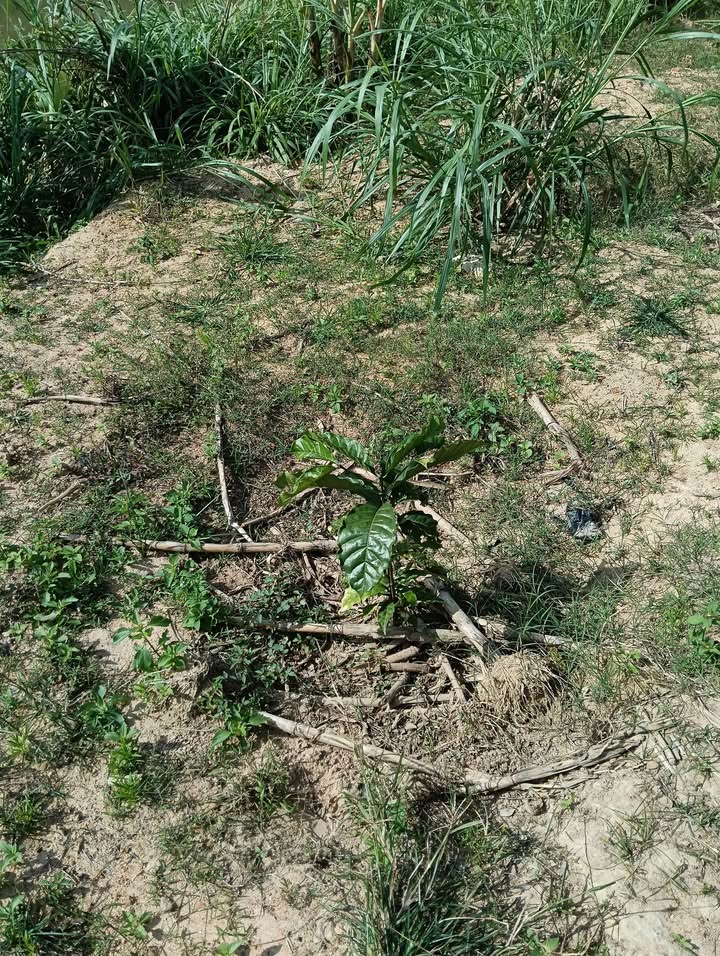 Đất thổ cư 1ha tại thôn 22, xã Cư Ni - Giá chỉ 170 tỷ VND!