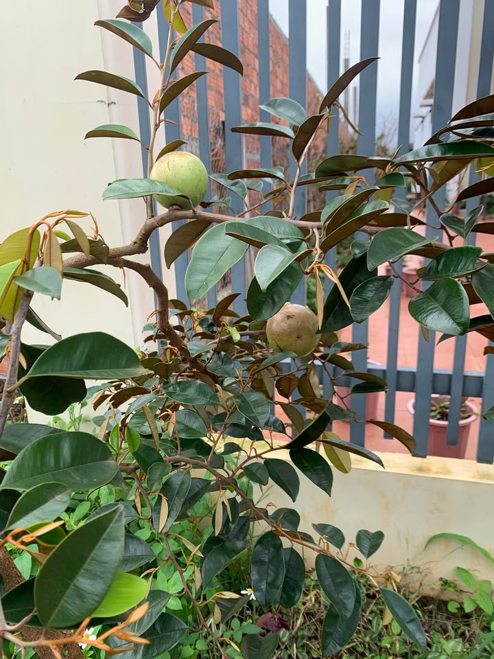 Đất thổ cư Xuân Phú, Ea Kar 80m² chỉ 400 triệu - Cơ hội đầu tư hấp dẫn!