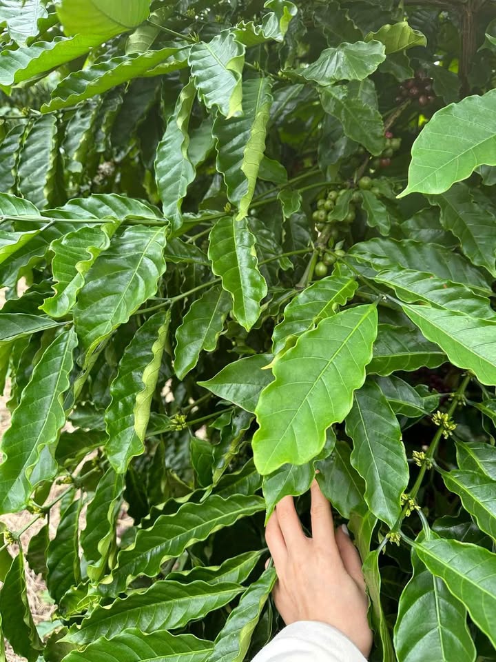 Đất Noh Prông, Ea Kar 10.000m² giá 150 tỷ - Sổ đỏ chính chủ, tiện ích đầy đủ!