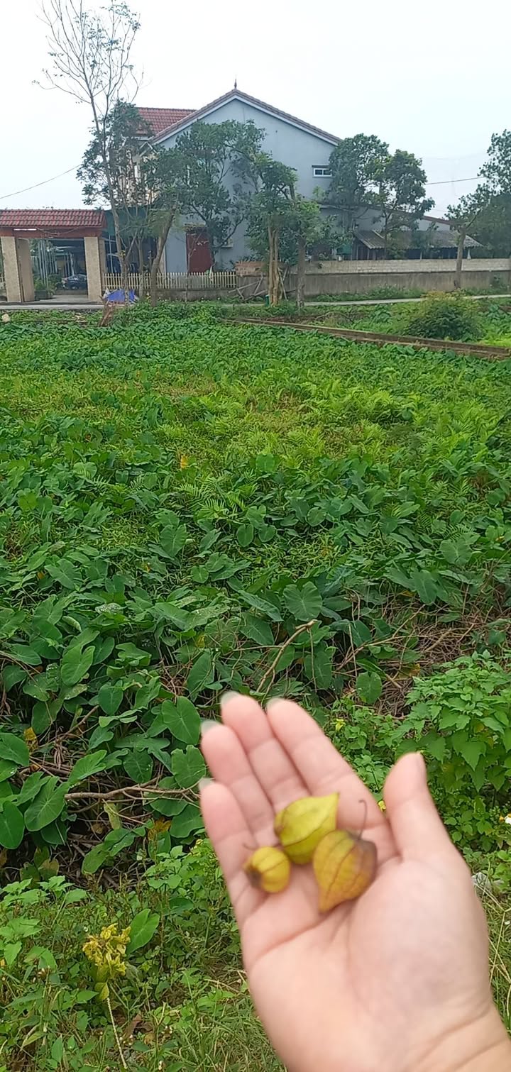 Đất nền Cẩm Vịnh 300m² giá chỉ 400 triệu - Cơ hội đầu tư tuyệt vời!