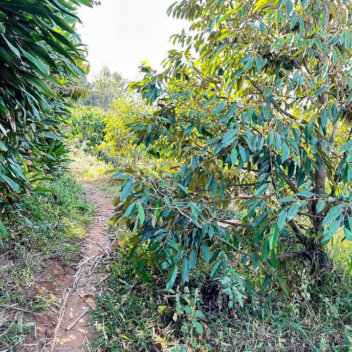 Đất nền xã Ia Krai, Gia Lai 4800m² giá 1.2 tỷ - Đầu tư sinh lời ngay!