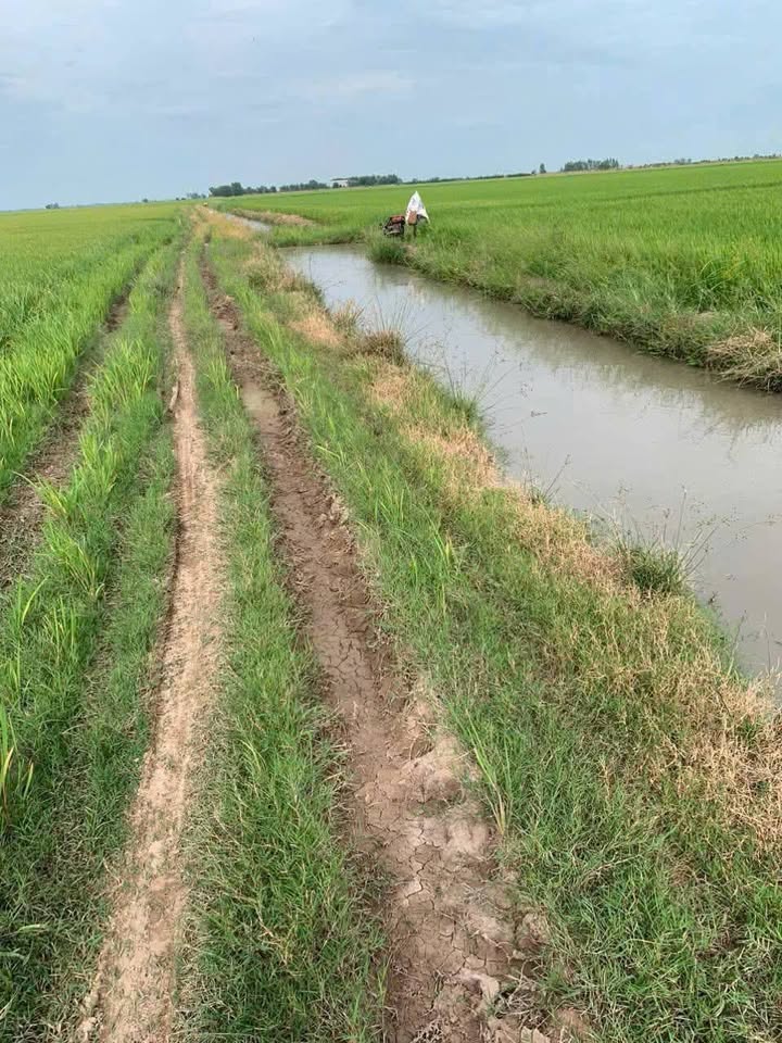 Đất nông nghiệp 5ha tại xã Thạnh Trị, Kiến Tường - Giá chỉ 3.5 tỷ, đầu tư lâu dài!