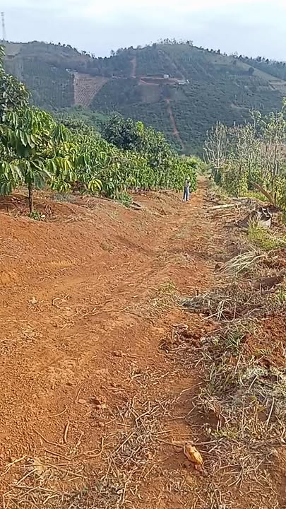 Đất nền mặt đường thông Phường 3 Đà Lạt 10.000m² giá 1.7 tỷ - Cơ hội đầu tư hấp dẫn!