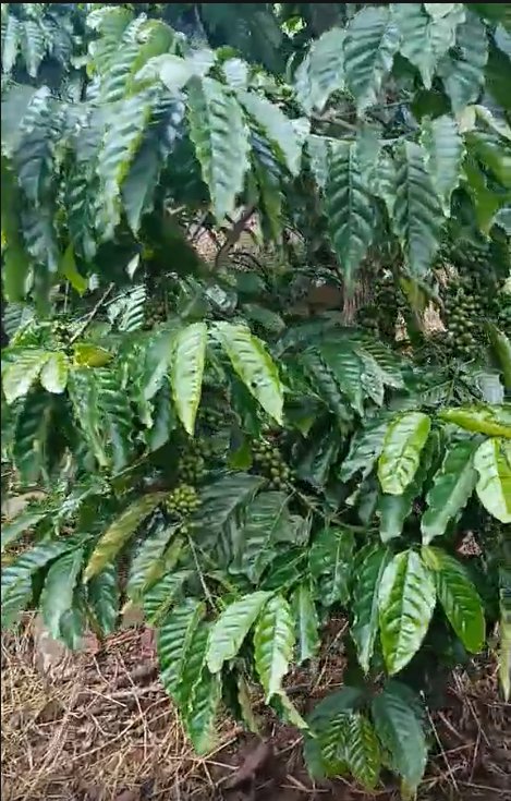 Lô đất Farm Hoài Đức Lâm Hà 9.798m² giá 19.596 tỷ - Cơ hội đầu tư hấp dẫn!