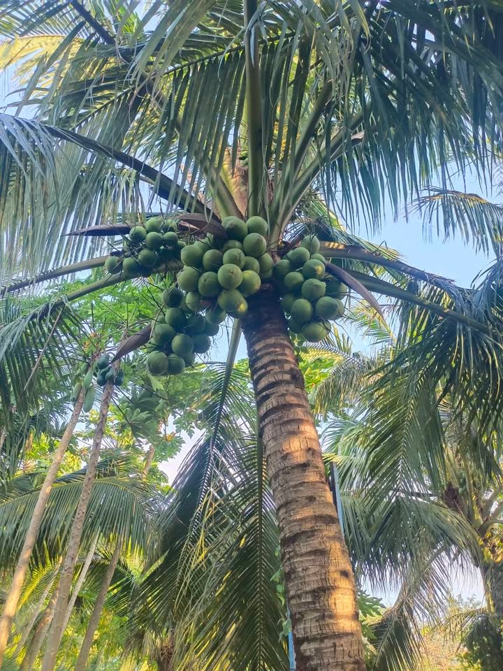 Đất nền Châu Đốc 2.500m² giá 1.638 tỷ - Đất vuông đẹp, vị trí thuận lợi!