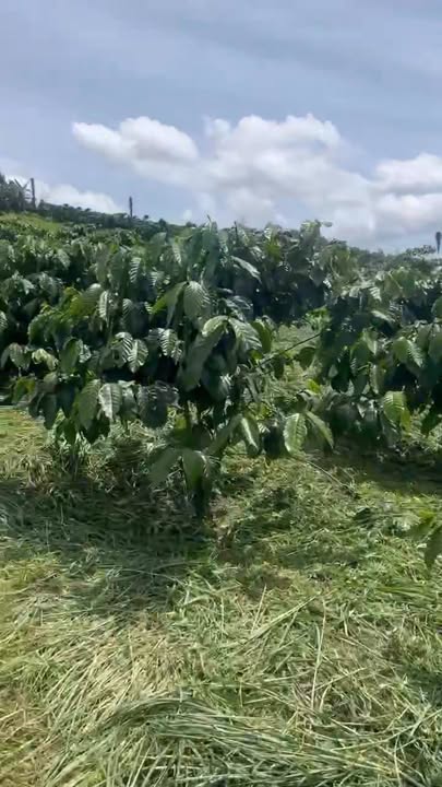 Đất nông nghiệp Lộc Bắc, Bảo Lâm 10.000m² giá 2.85 tỷ - Sổ đỏ chính chủ, thương lượng tốt!