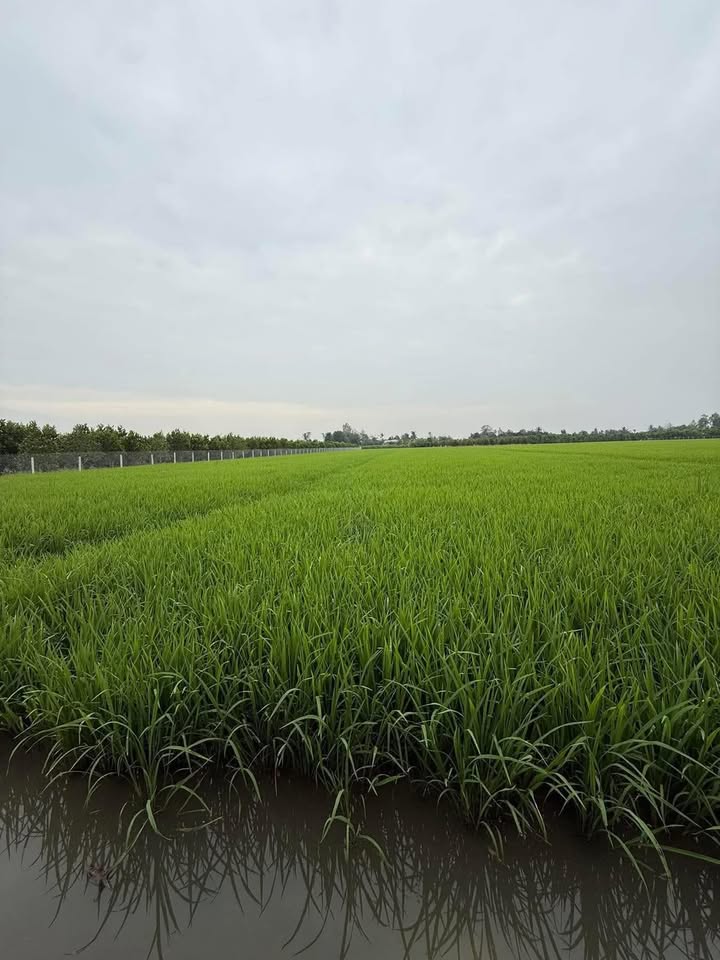 Đất ruộng 6 công xã Mỹ Hội, Cái Bè 1.68 tỷ - Mặt tiền đường thuận lợi!