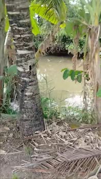 Đất nông nghiệp 7200m² tại Hậu Mỹ Trinh, Cái Bè - Cơ hội đầu tư tuyệt vời!