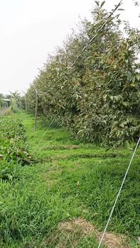 Farm 1,5ha An Thái Trung, Cái Bè, Tiền Giang giá 750 triệu - Sẵn sàng đầu tư!