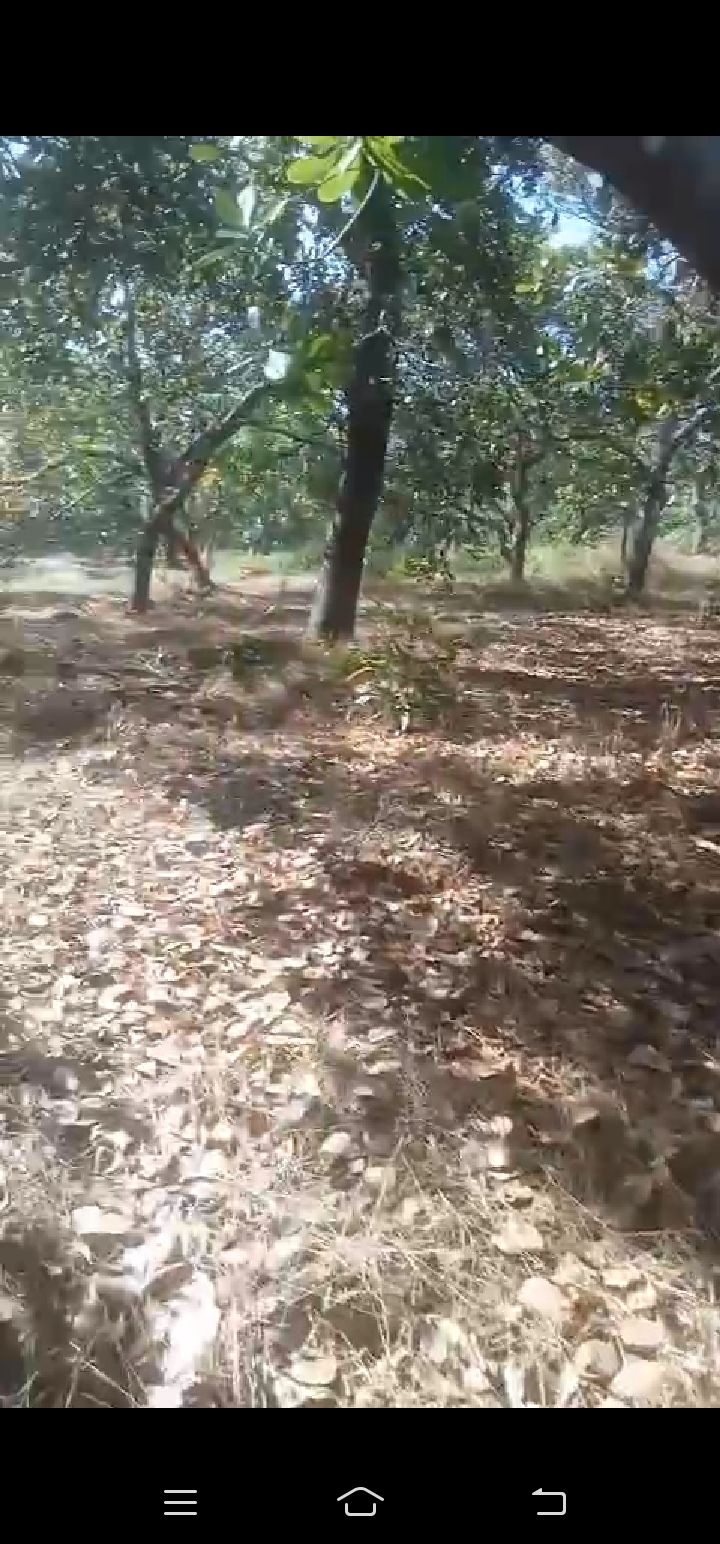 Đất nền Tân Hưng Đồng Phú 1.2ha giá 1.1 tỷ - Sổ đỏ chính chủ!