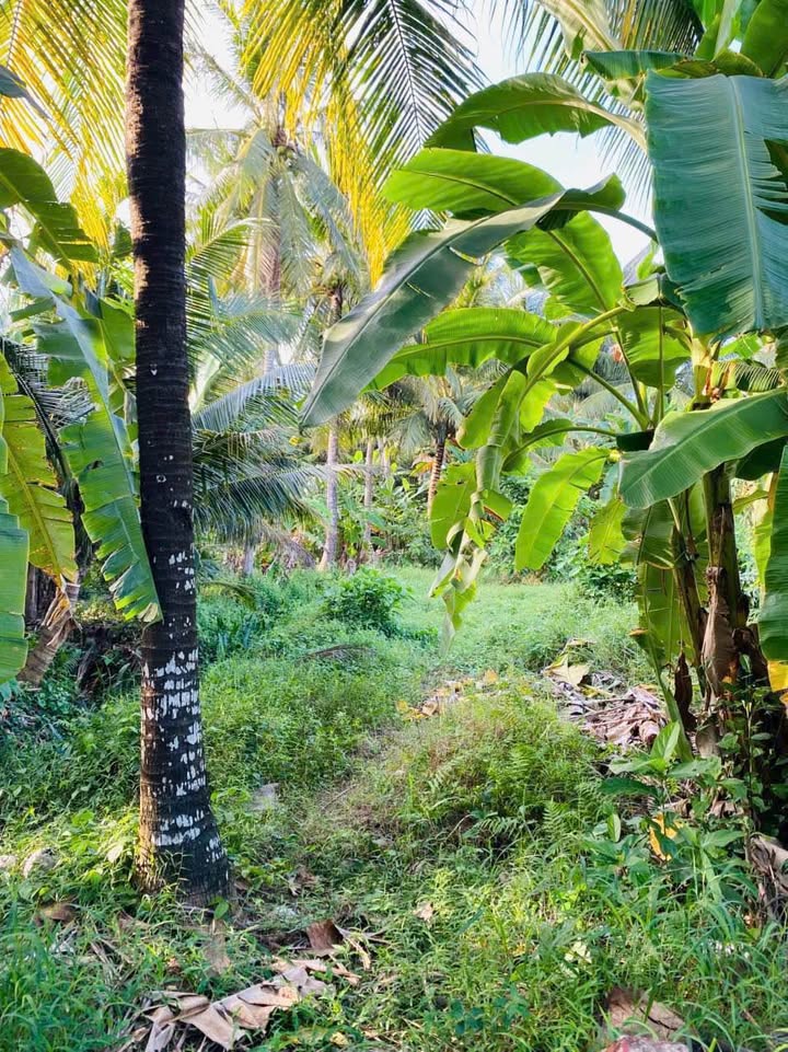 Đất nền biệt thự Tân Thanh, Giồng Trôm 312m² giá 650 triệu - Cơ hội đầu tư hấp dẫn!