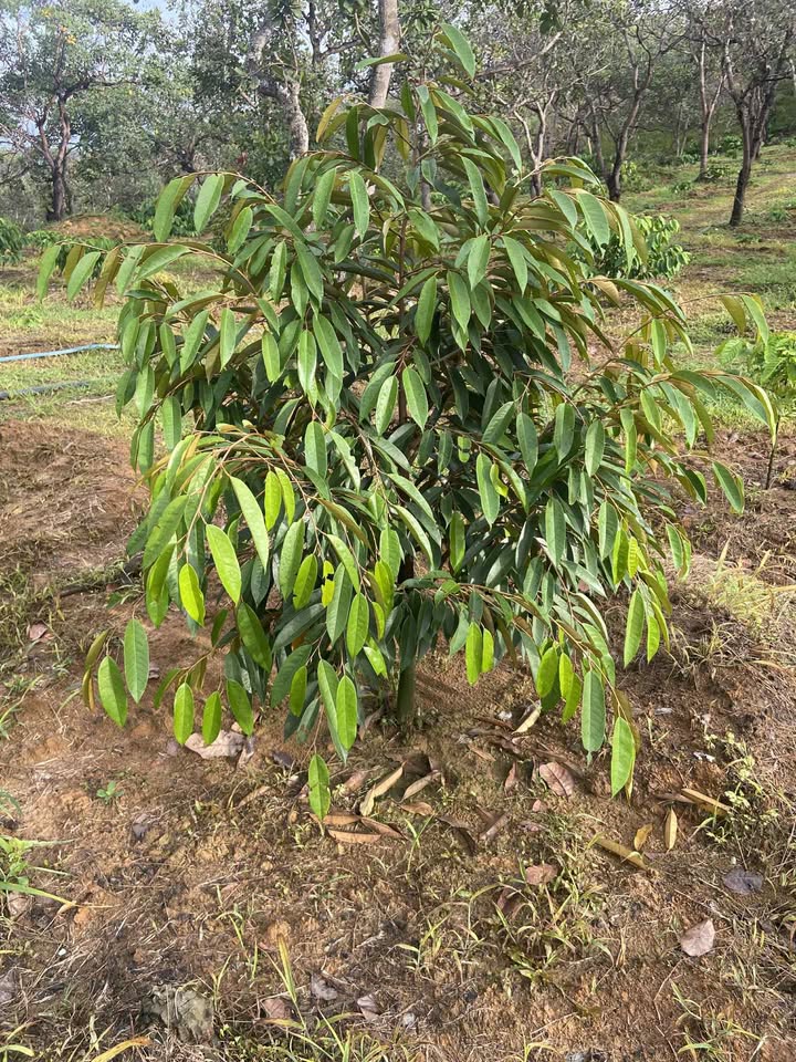 Farm 3ha tại Phủ Hồng, Bình Phước giá 2.4 tỷ - Đầu tư sinh lời ngay!